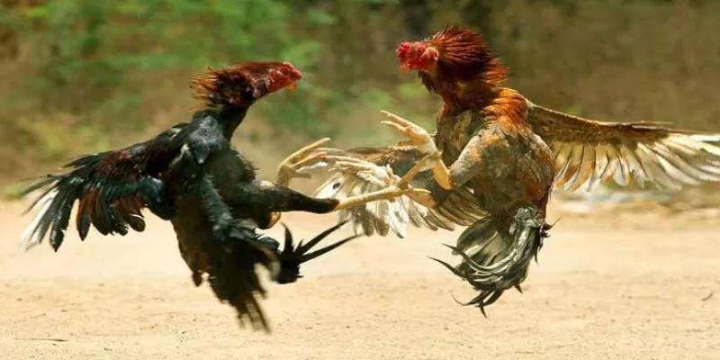 Kinh nghiệm cá cược đá gà cựa dao tại 789Bet giúp tăng tỷ lệ thắng 3 Một số quy định và nguyên tắc trong đá gà cựa dao