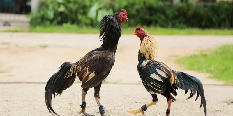 Kinh nghiệm cá cược đá gà cựa dao tại 789Bet giúp tăng tỷ lệ thắng 4 Hướng dẫn xem kèo và đặt cược đá gà cựa dao hiệu quả tại 789Bet