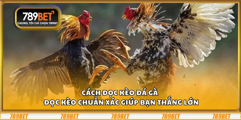 Cách đọc kèo đá gà – Đọc kèo chuẩn xác giúp bạn thắng lớn 1 Cách đọc kèo đá gà – Đọc kèo chuẩn xác giúp bạn thắng lớn