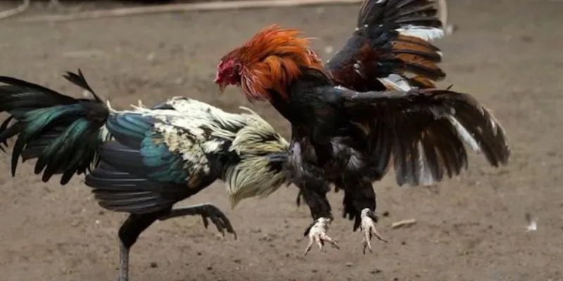 Cách đọc kèo đá gà – Đọc kèo chuẩn xác giúp bạn thắng lớn 2 Tổng quan toàn diện về kèo đá gà