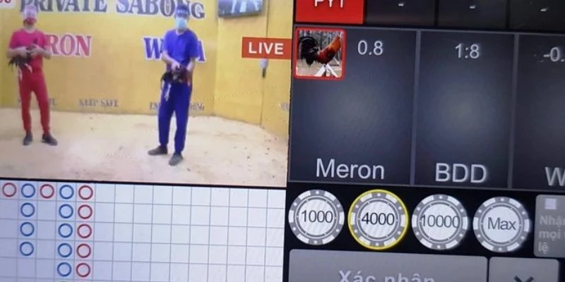 Cách cược gà Peru dễ ăn tại 789Bet - Kinh nghiệm soi kèo trước trận chuẩn xác 2 Tìm hiểu cơ bản về cược gà Peru