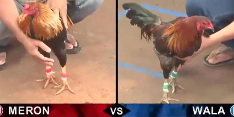 Cách cược gà Peru dễ ăn tại 789Bet - Kinh nghiệm soi kèo trước trận chuẩn xác 3 Các yếu tố ảnh hưởng đến soi kèo gà Peru