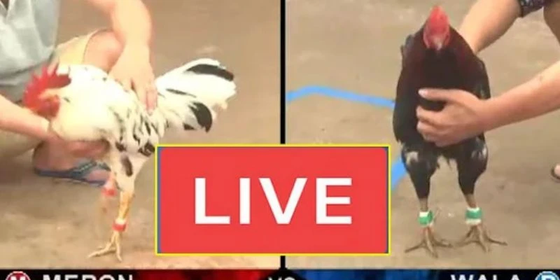 Cách cược gà Peru dễ ăn tại 789Bet - Kinh nghiệm soi kèo trước trận chuẩn xác 4 Cách cược gà Peru dễ ăn hiệu quả