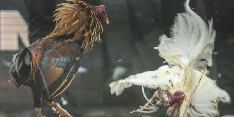 Đọc bảng tỷ lệ đá gà tại 789Bet – Những ký hiệu cần biết để không nhầm kèo 3 Phương pháp phân tích dữ liệu gà để đặt kèo chuẩn