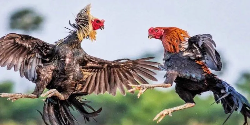 Đọc bảng tỷ lệ đá gà tại 789Bet – Những ký hiệu cần biết để không nhầm kèo 4 Cách đọc bảng tỷ lệ đá gà chính xác